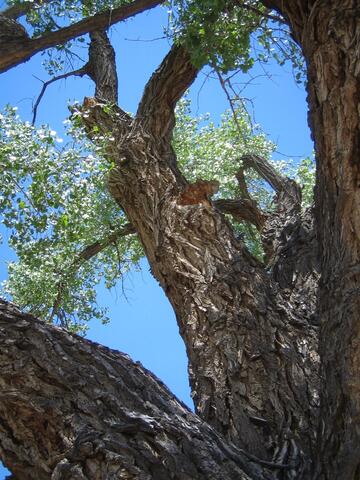 Looking high up into the cottonwood helps you see its lofty reach into the sky.