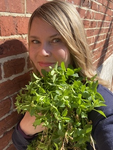 April with chickweed