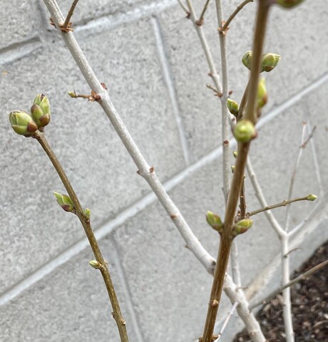 Swelling lilac buds on lilac bush branches