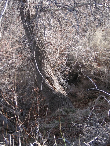 Cottonwood tree has no leaves in winter