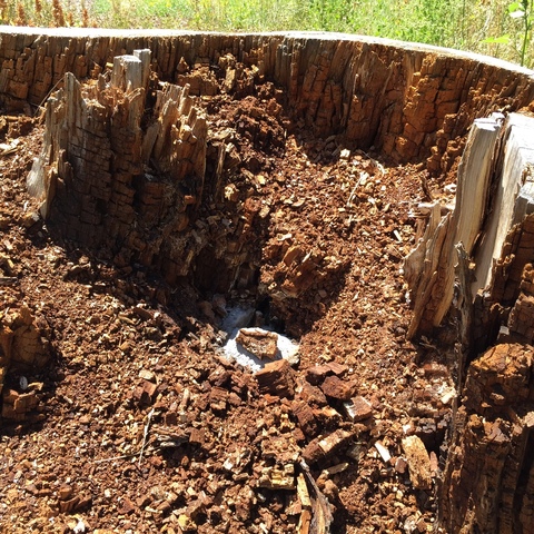 Splintered wood chips in the stump of a huge old spruce tree shows how hollow it was.
