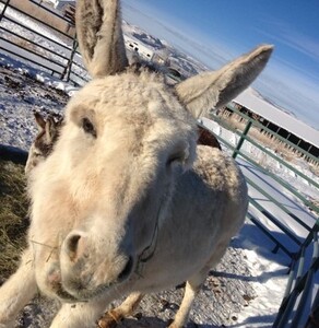 author as burro