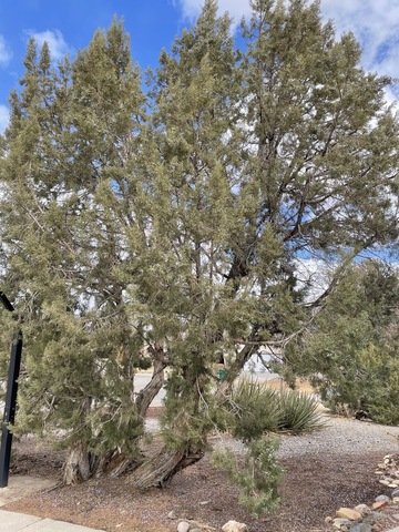 Juniper tree drinks in the light on a bright sunshiny day