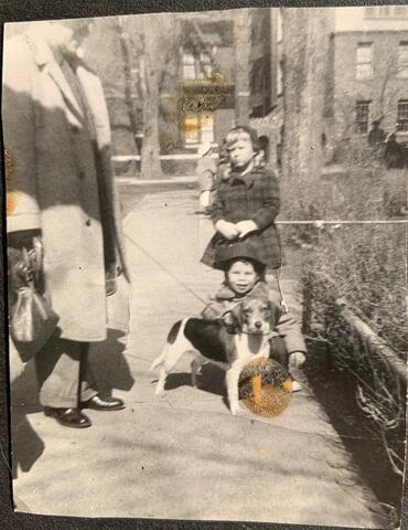 The dogs of Flatbush.