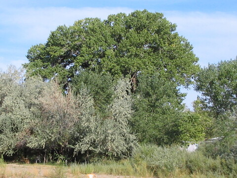 Different kinds of trees grow near each other in this rural setting.