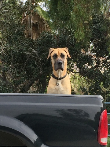 A Tongue labeled "Sweet" and "Sour"