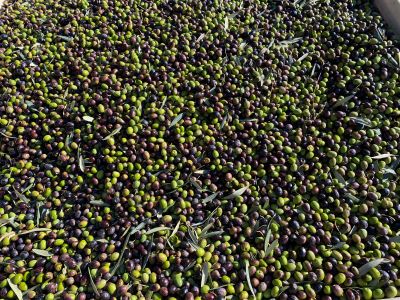 Luretik-olives.jpg