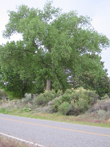 This tree grows in a yard in the country near the road.