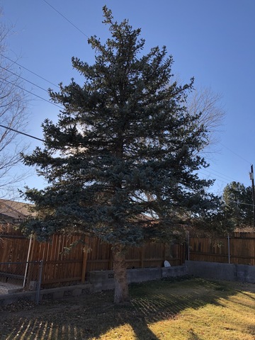 This spruce tree in my back yard has a new name: Meleeka