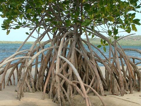 Mangrove forests store more carbon than other trees, stop erosion, and help coastal cities stay above water during rise of sea levels.