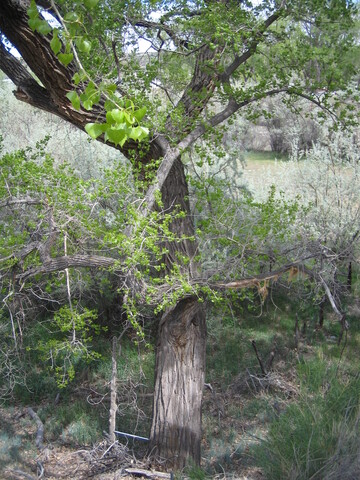 Cottonwood grows near irrigation ditch bank