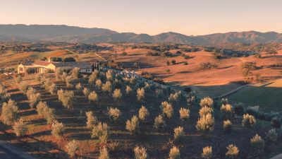 Luretik-Olive-Orchard-Magistro-DJI-0898-Final-WEB-Res-144dpi-Jeremy-Ball.jpg
