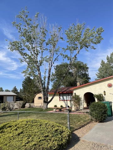 Several trees surround homes in a neighborhood.