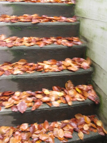 Autumn leaves cover a set of concrete steps.