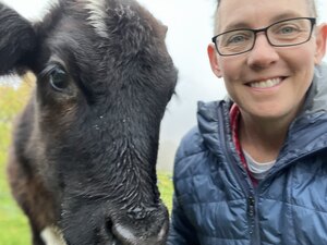 donna myers, cow, bretonne pie noir