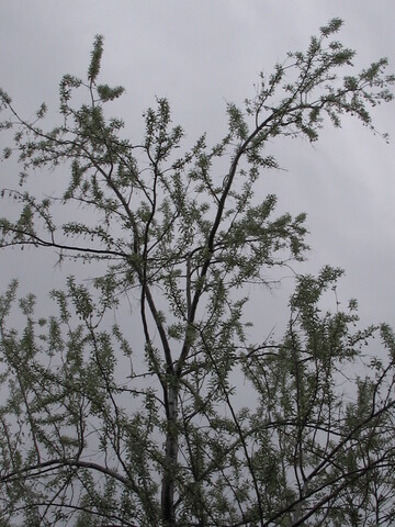 When trees such as Russian olives sprout new leaves in spring, they provide safe nesting places for birds and other animals.