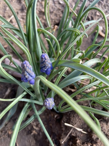 Purple flowers begin to show themselves through the leaves of a grape hyacinth
