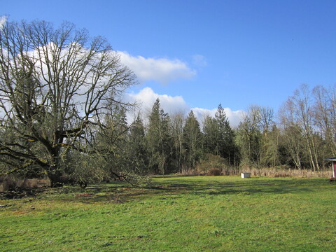 A green pasture with a row of trees behind it.