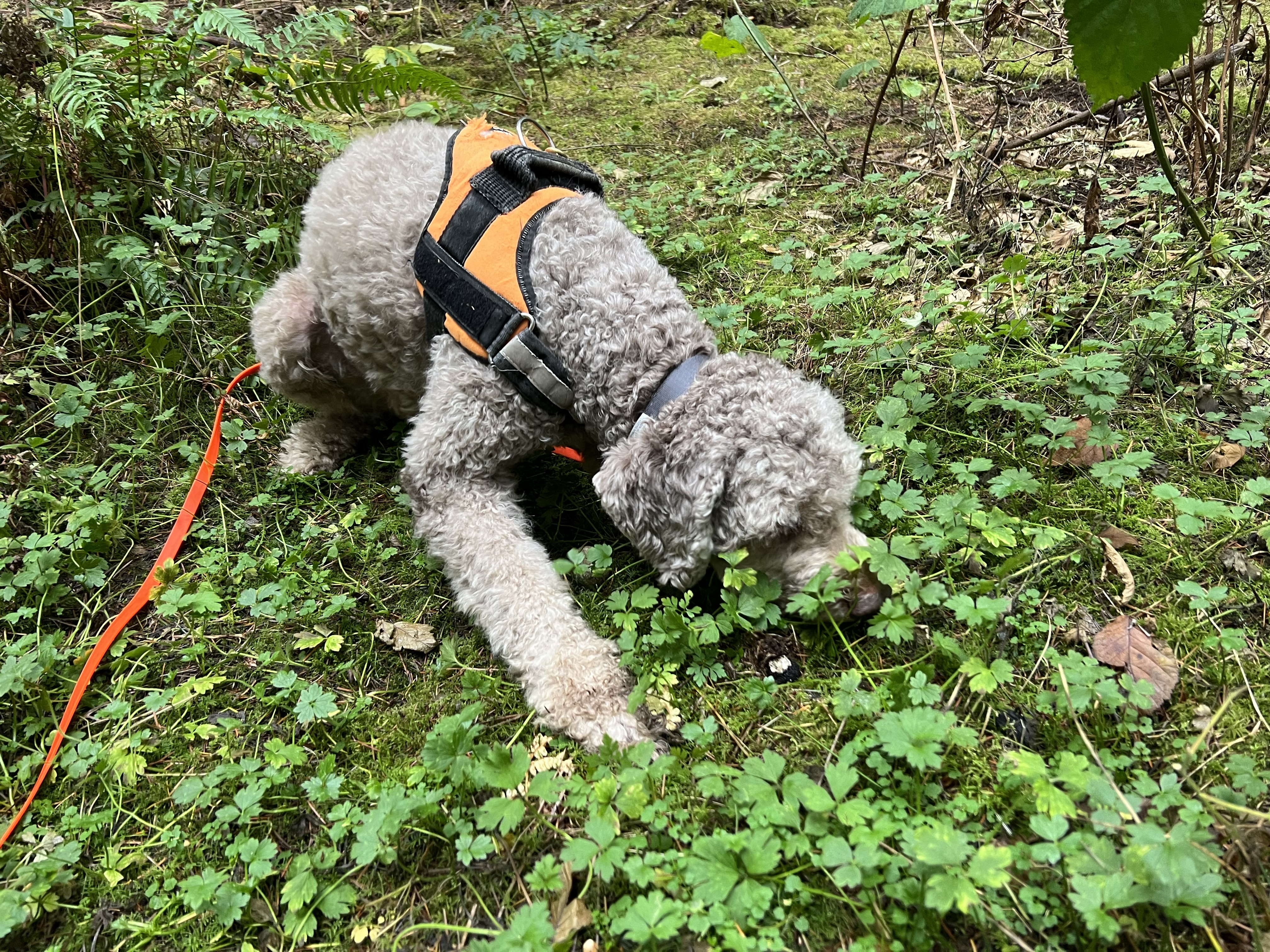 Fiori-Truffle-Hunting.jpg