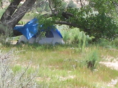 Cottonwood tree shelters a tent