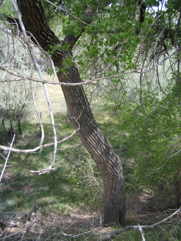 This tall cottonwood leans a little before it straightens up.