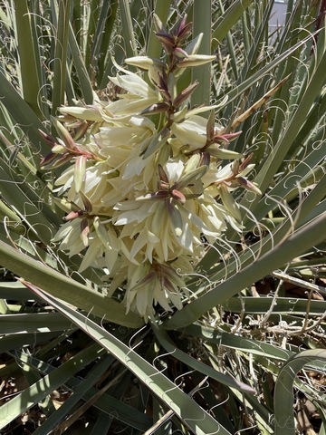 White cluster of yucca blossoms in May