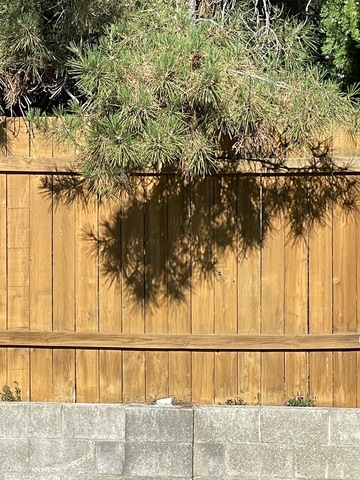 Branches of a neighbor's pine tree lean over my fence and create artistic patterns.