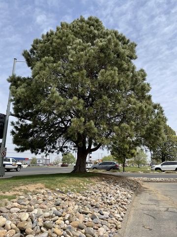 Huge, tall and rounded pine tree stands by entrance to Animas Valley Mall in Farmington, NM