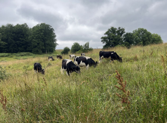 cattle, beef, regenerative farming, france
