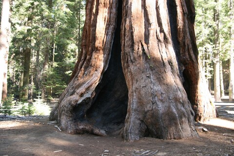 This huge redwood tree is well over one thousand years old.