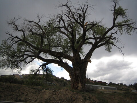 Centuries old cottonwood with lightning scarred trunk is home to birds and other wildlife.