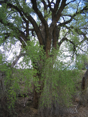 Huge cottonwood tree with leaves draped in front of it.