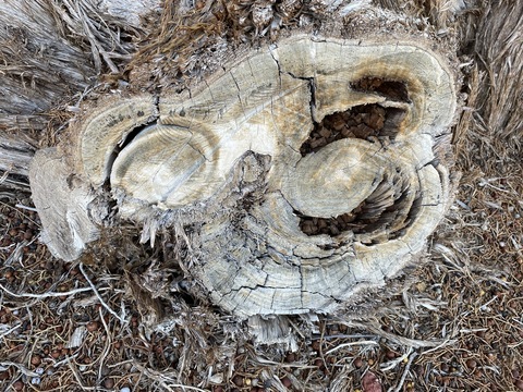 When a large branch was cut from a juniper tree, it created an interesting design.