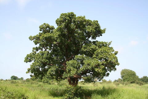 A development expert helps a Ugandan village come back to life with shea trees