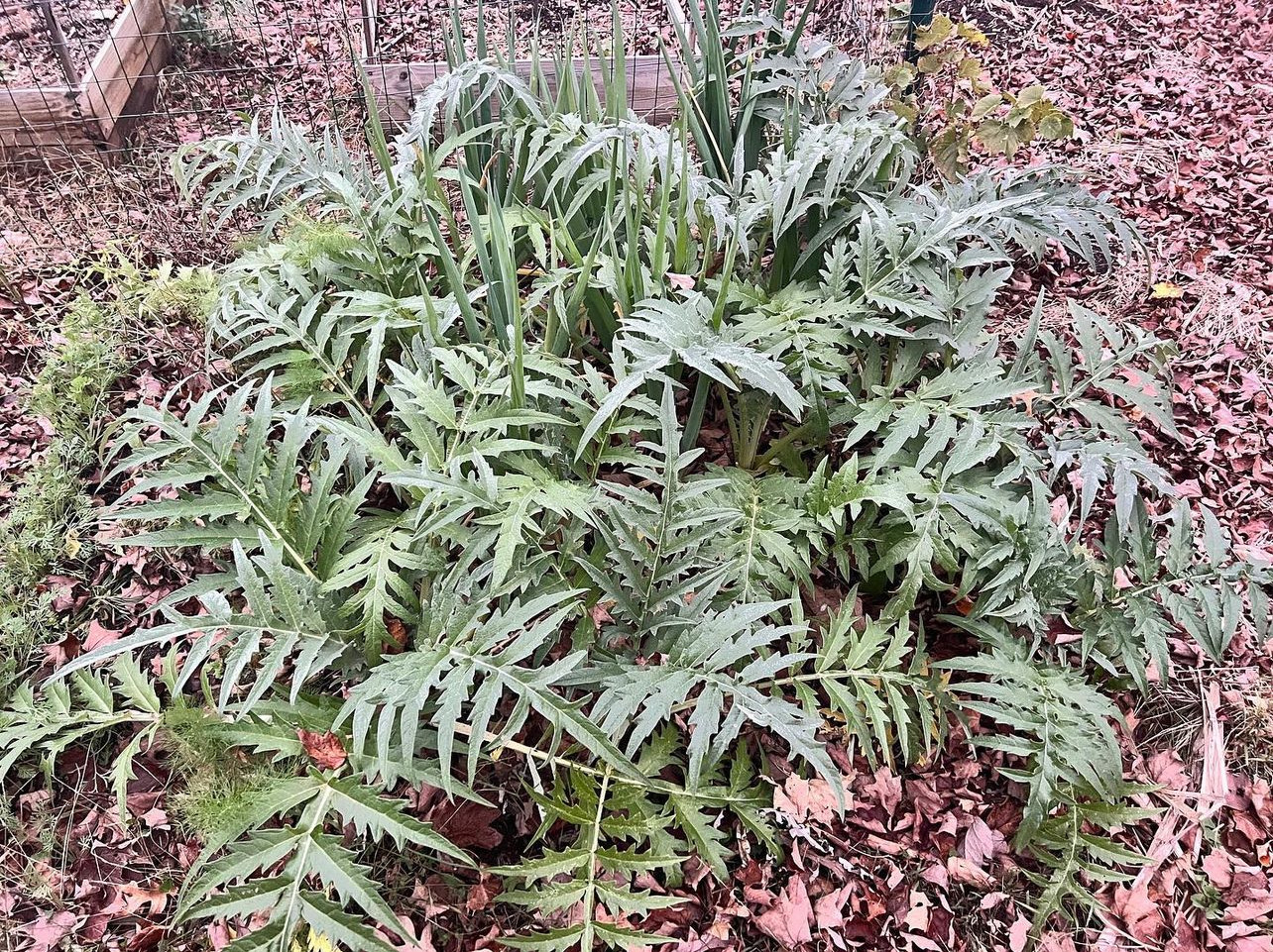 full-size-cardoons-in-garden.jpeg