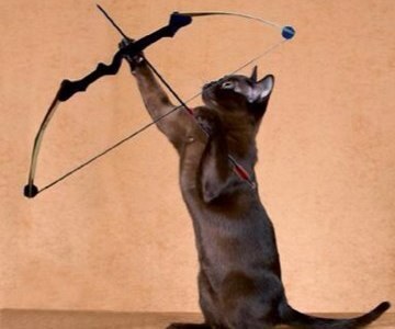 A black cat aims a bow and arrow at the sky. 